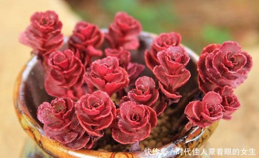 懒人阳台养多肉,就选这几款,叶子肥美还治愈,比露养的还惊艳