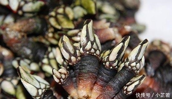  就要|“吃不起”的5种海鲜,第2种吃上一口,可能就要倾家荡产了