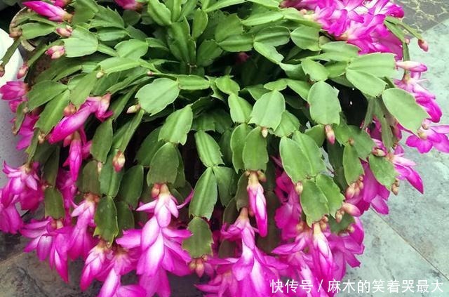 秋天应该买什么花!