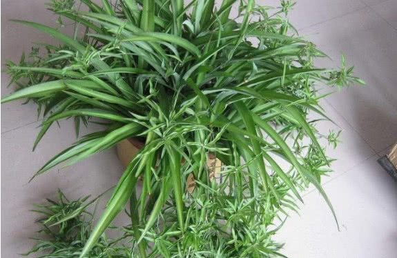 吊兰|吊兰长的慢还瘦做好关键几点,叶子又肥又绿蹭蹭长,爆成绿瀑布