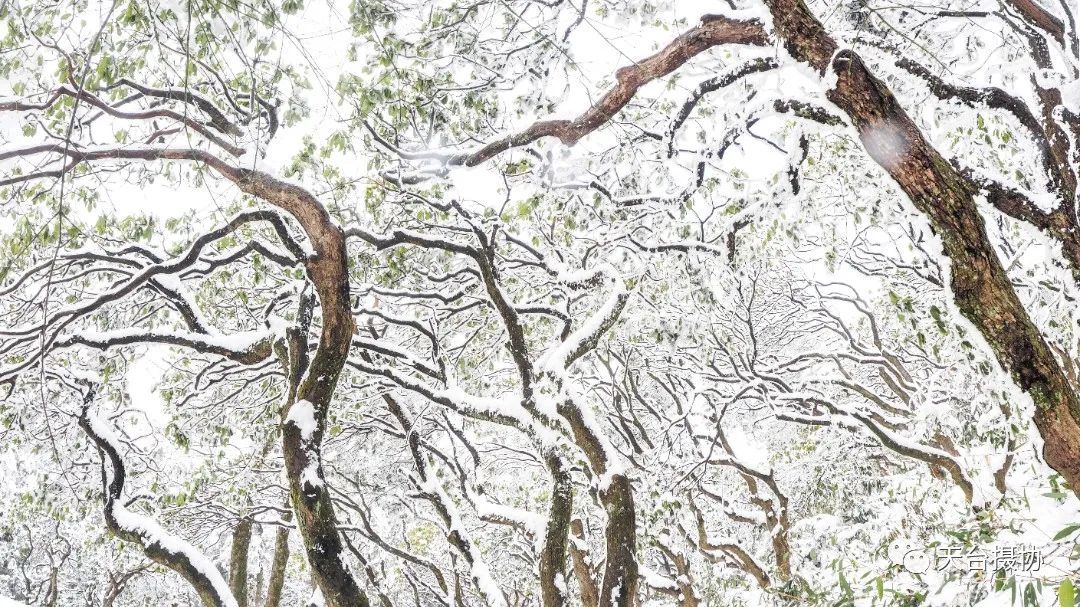 许琼|快看,又下雪了!