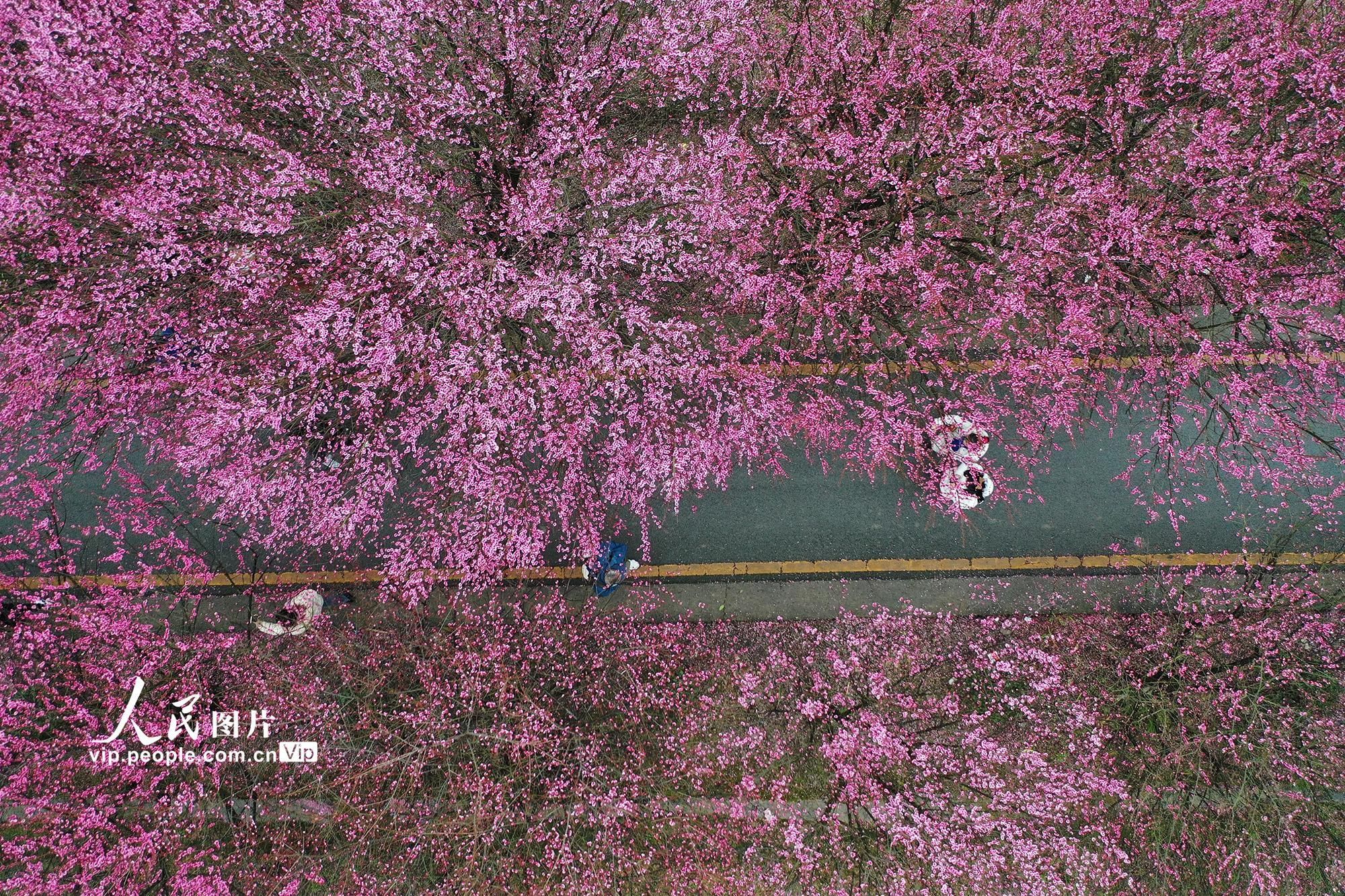 余庆县|贵州余庆：新春年味浓 赏梅正当时