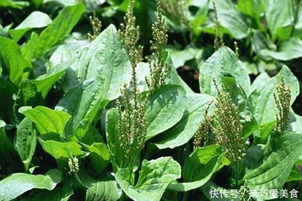 常吃车前草好处多,除了抗菌消炎外,竟还有白捡的三大好处