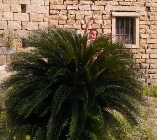 大门口种的花，开花好看，回忆满满