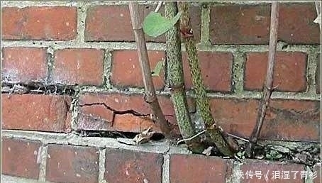 花花|房前屋后看见这草,赶紧连根除掉,要不然有大麻烦!