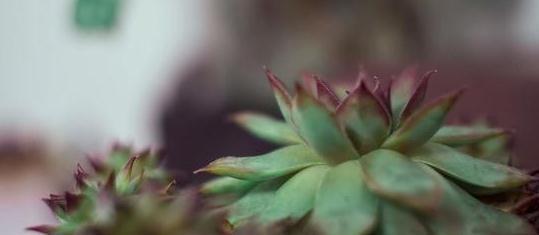 叶片|敲黑板,浅谈多肉植物中的战斗机观音莲,什么情况下需要摘心砍头