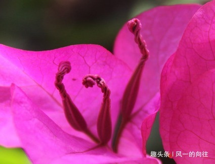 家养三角梅总是长不好学会这三个小技巧，轻松花开爆满盆