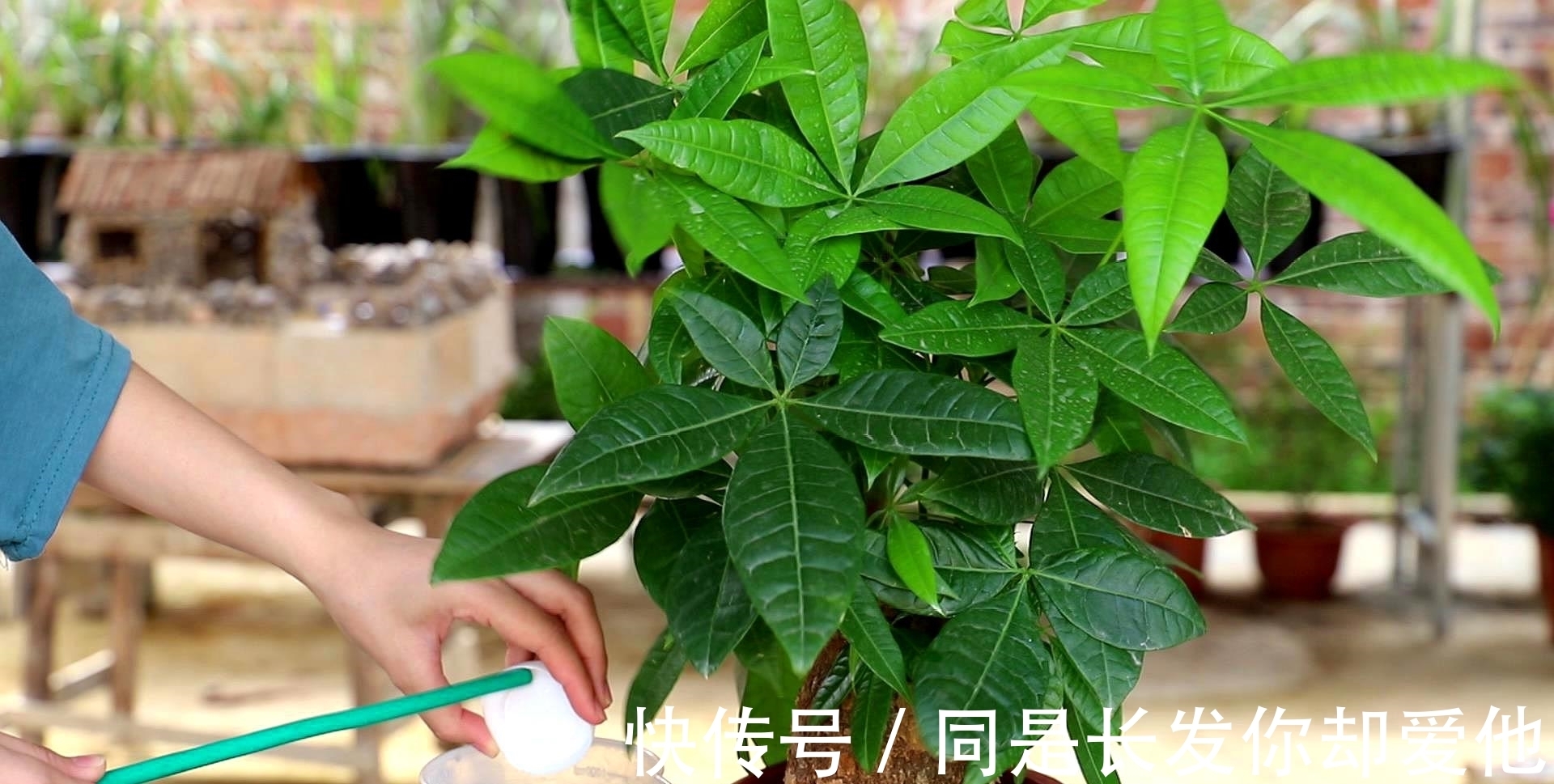 这4种花进入休眠期,水要少浇!如何正确浇水呢?