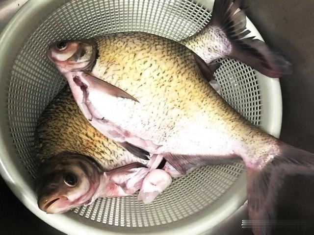 钓鱼|钓鱼圈的这几个“怪事”,大部分钓鱼人都遇到过