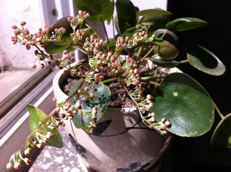 室内养这6种花,装饰感强是门面担当,感兴趣的朋友别错过