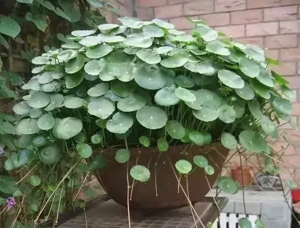 吊兰|自制花肥太臭了，盆里直接扔几粒“它”，绿萝吊兰能长疯