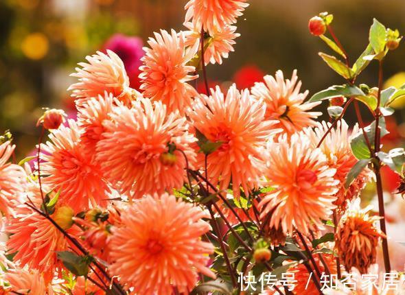 杜鹃|农历6月12该养什么花?这些花最适宜,颜色鲜艳漂亮,价格还便宜