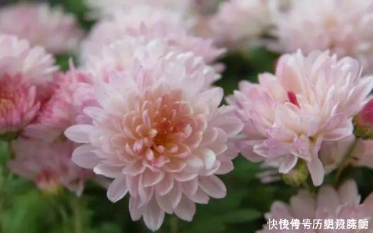 养花|养花养个花期长的,花大色艳,四季繁花似锦,美极了