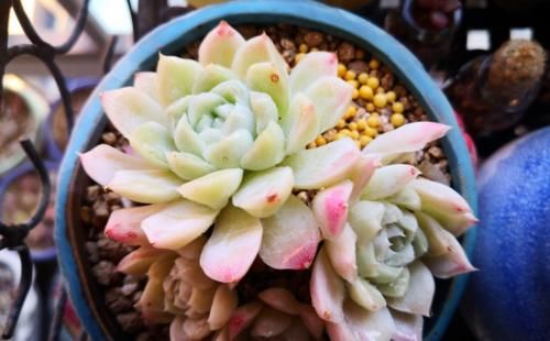 冬天给多肉施肥？最好不要，多肉要么吸收不了，要么会长成“菜”