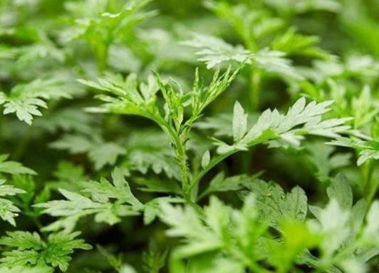 女人|艾叶是女人的养生草，每天一杯艾叶水，活血调经，还能越活越年轻