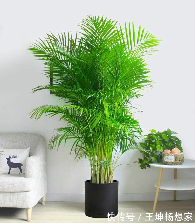 净化|10种健康花,适合养客厅,吉祥有品味,关键个个都是净化高手