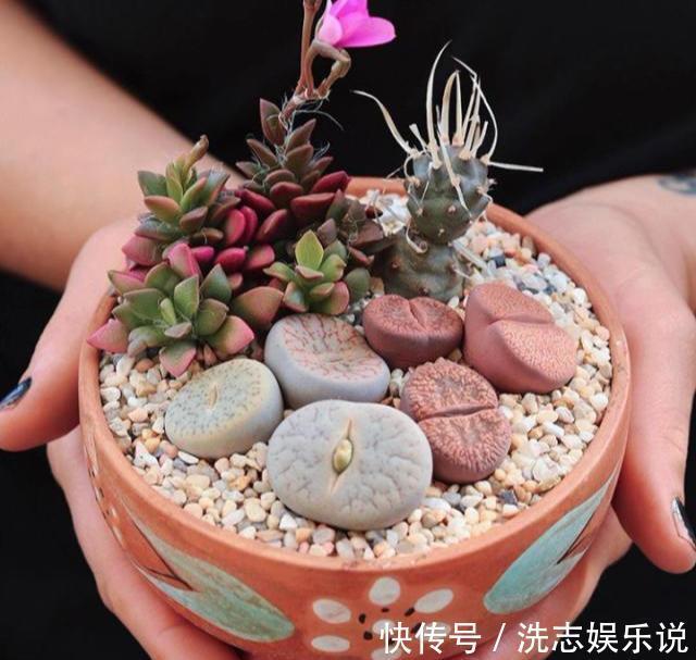 多肉想美，全靠浇水！教你详细攻略，又美又胖，还不长虫