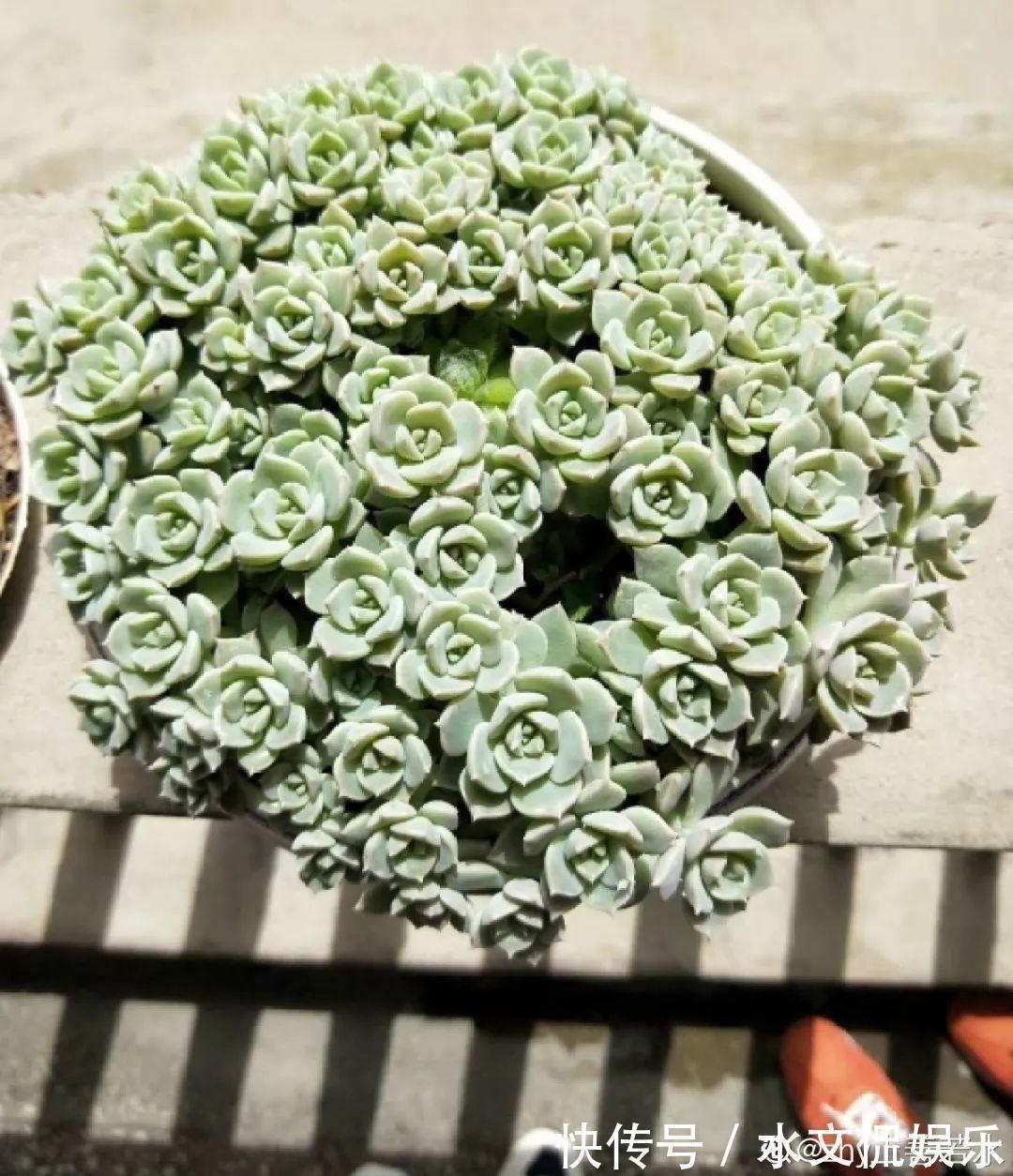秋天买多肉,认准这点,长得胖嘟嘟窜出一圈小芽!