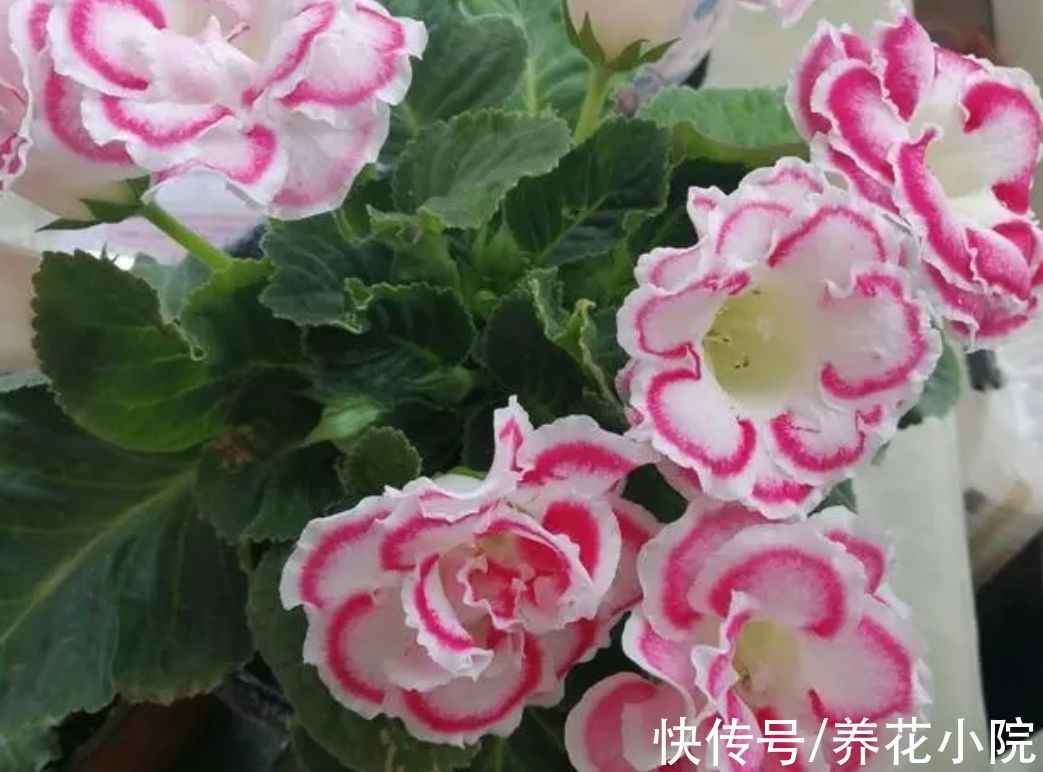 植株|6种“喜阴花”，家里没有阳光也能养，光照太强容易黄叶