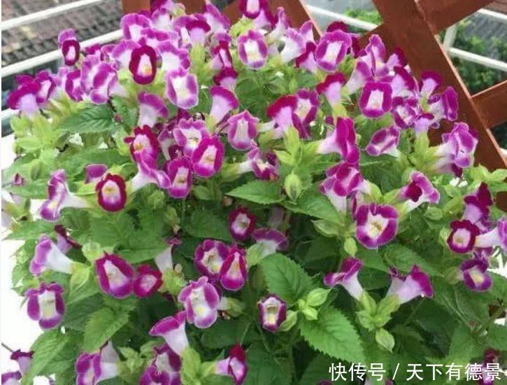 4种花是花卉中的“佼佼者”,花朵仙又美,全年开花不断