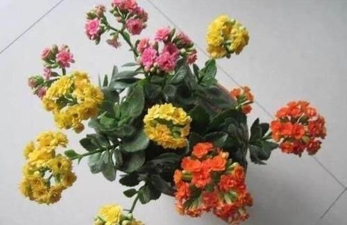 可以互相嫁接不同颜色的长寿花吗？应该如何嫁接？