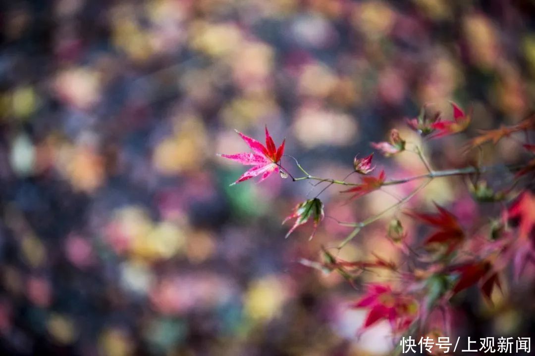 冬雨|冬雨浸润后的共青，别样动人