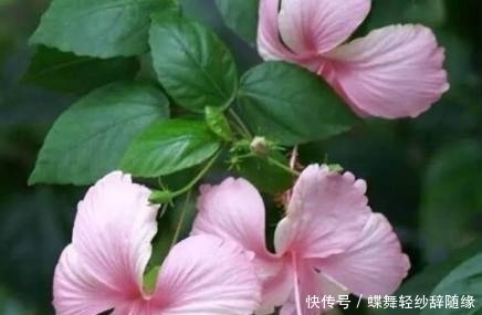 凤仙花|这几种花期超长的花卉,家里种上一盆天天有花赏,最后一种特霸气