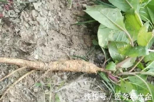 人参|农村一种野草酷似人参,叶子当菜吃,殊不知根才是稀罕物