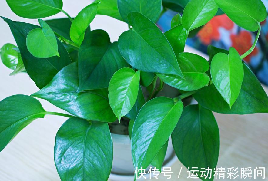 室内养花叶子变蔫,了解这些之后,植株健康,叶片翠绿又油亮