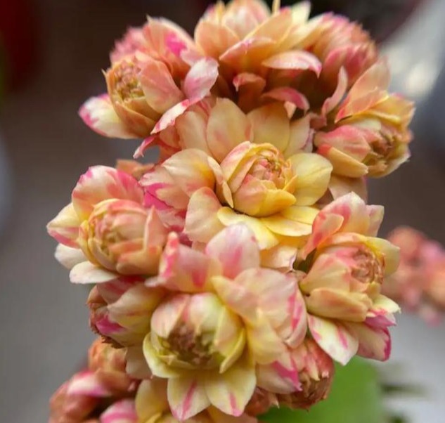 75个长寿花品种,一个比一个美,一起来认识一下吧!