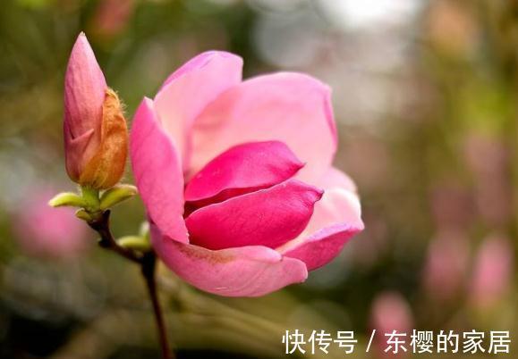白卧龙|农历7月9号起,最适合养这些花,漂亮像彩虹,花型奇特美丽