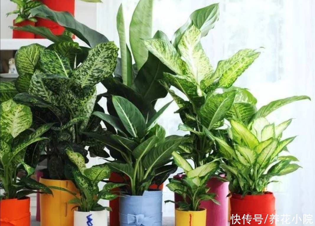 花卉|5种花很怕晒，不能见直射光，不然容易出现黄叶子