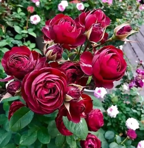 区别|月季、蔷薇、玫瑰有区别，懂得1点，全都能养好，开花一茬茬