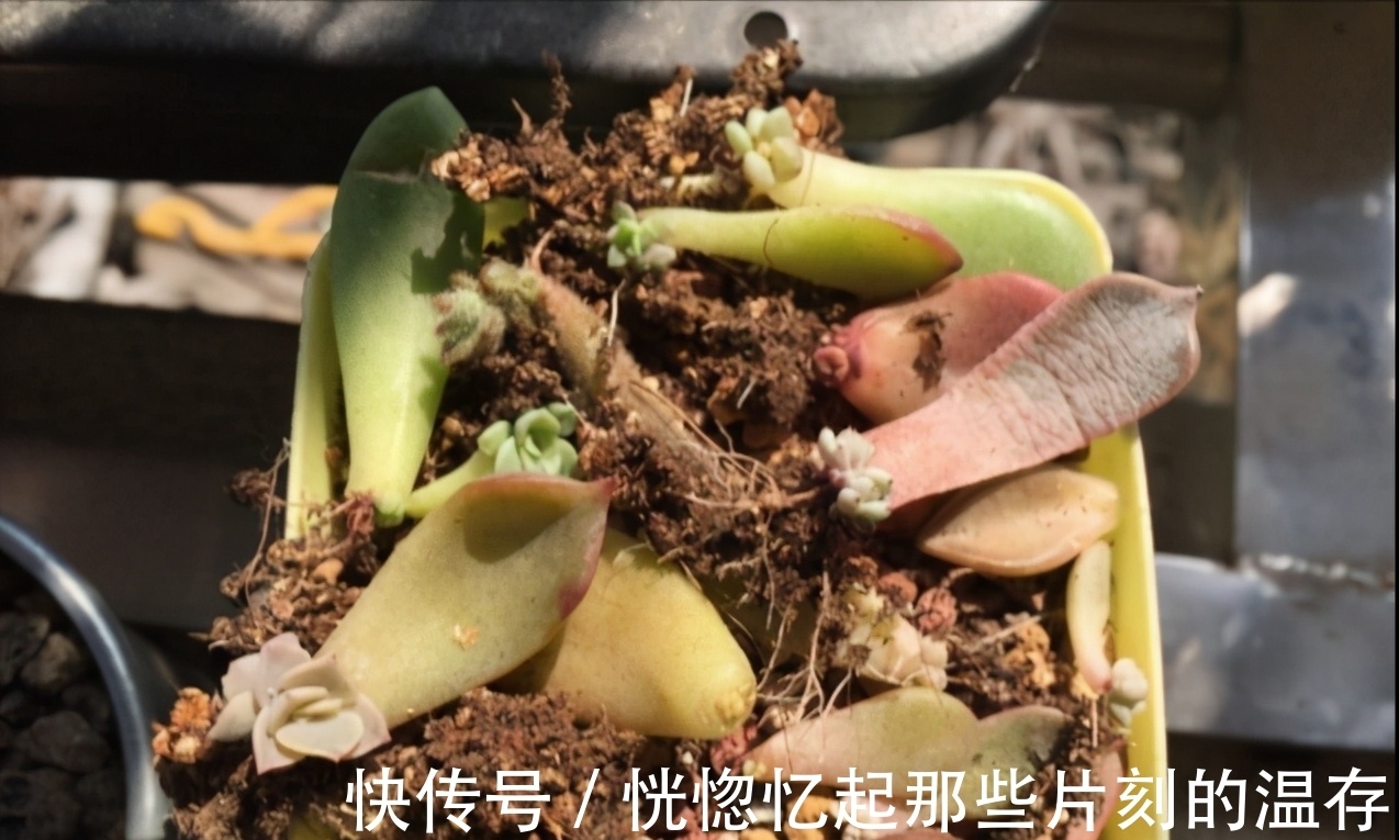 这一种多肉,很容易一头变多头,肥水跟上,茁壮又娇艳