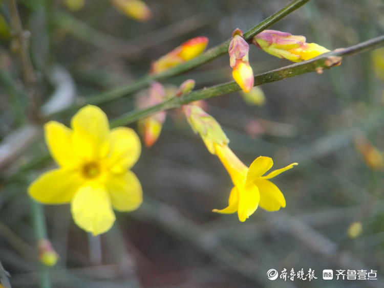 济南五龙潭的迎春花开啦！百花齐放的日子还远吗？|情报站| 济南五龙潭的迎春花开啦！百花齐放的日子还远吗？\＂,\＂i16\＂:\＂情报站