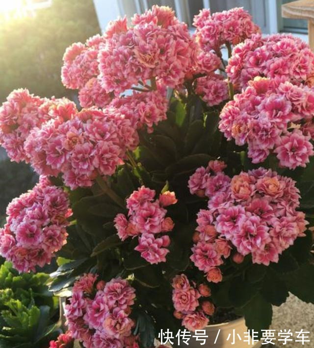 蟹爪兰长寿花，夏季休眠期这样养，度夏容易，秋凉又开花！