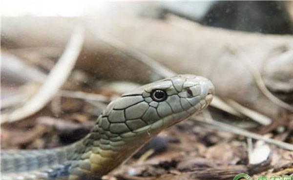 19蛇价格多少钱一斤 蛇肉的功效作用及食用禁忌 快资讯