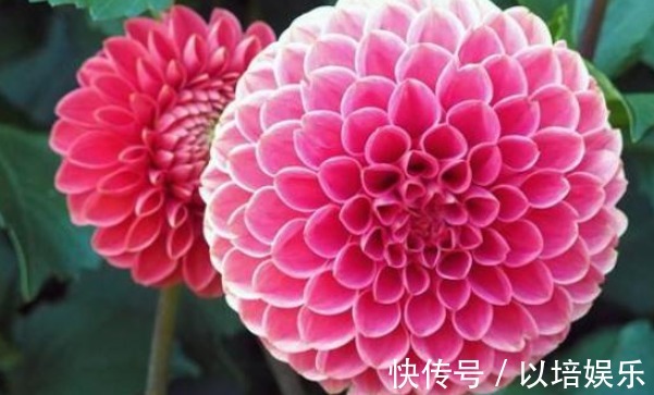 好看的“大丽花”怎么养多注意这一点,易爆盆开花