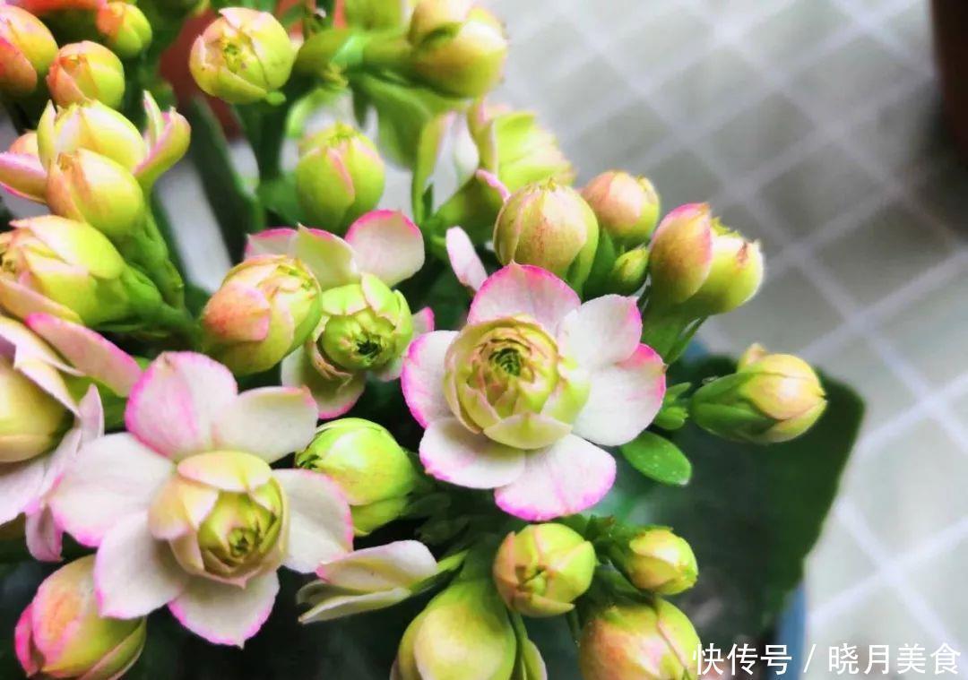 养花技巧:长寿开花不过瘾,学会1招,让它爆开1000朵