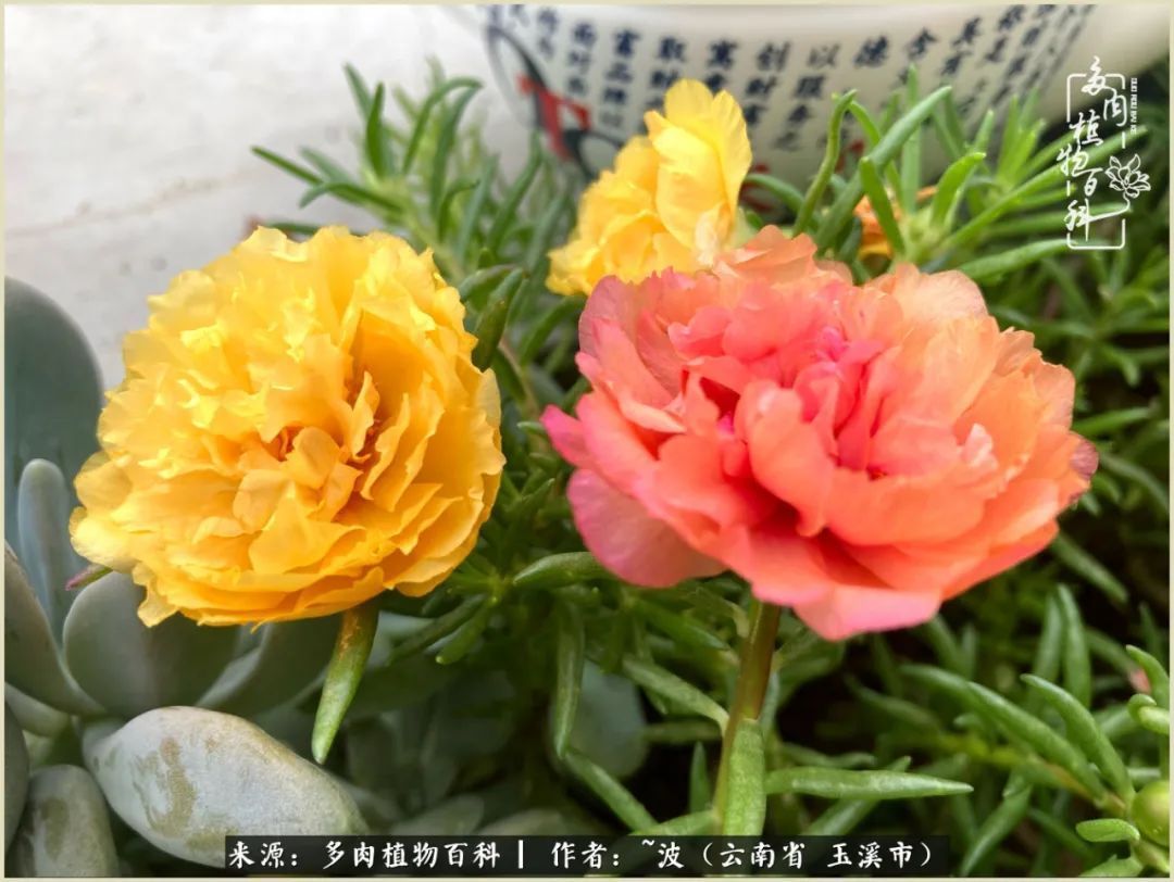 多肉|遇见即美，花事未荼蘼！种一桌子多肉，看花开花落！