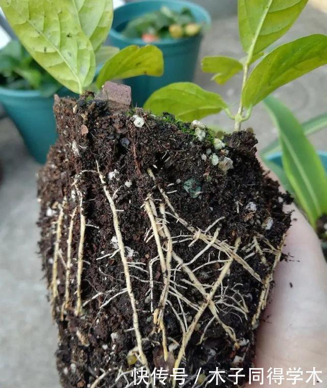 扦插|8种花不用买，去朋友家掐个叶片插土里，7天就生根，太容易成活了