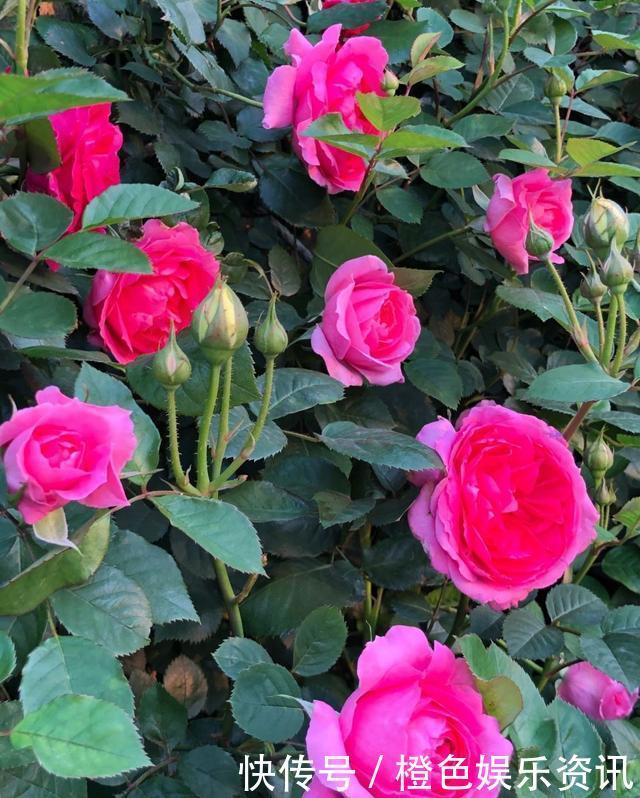 细数10种狼牙棒月季,怕刺的可绕道