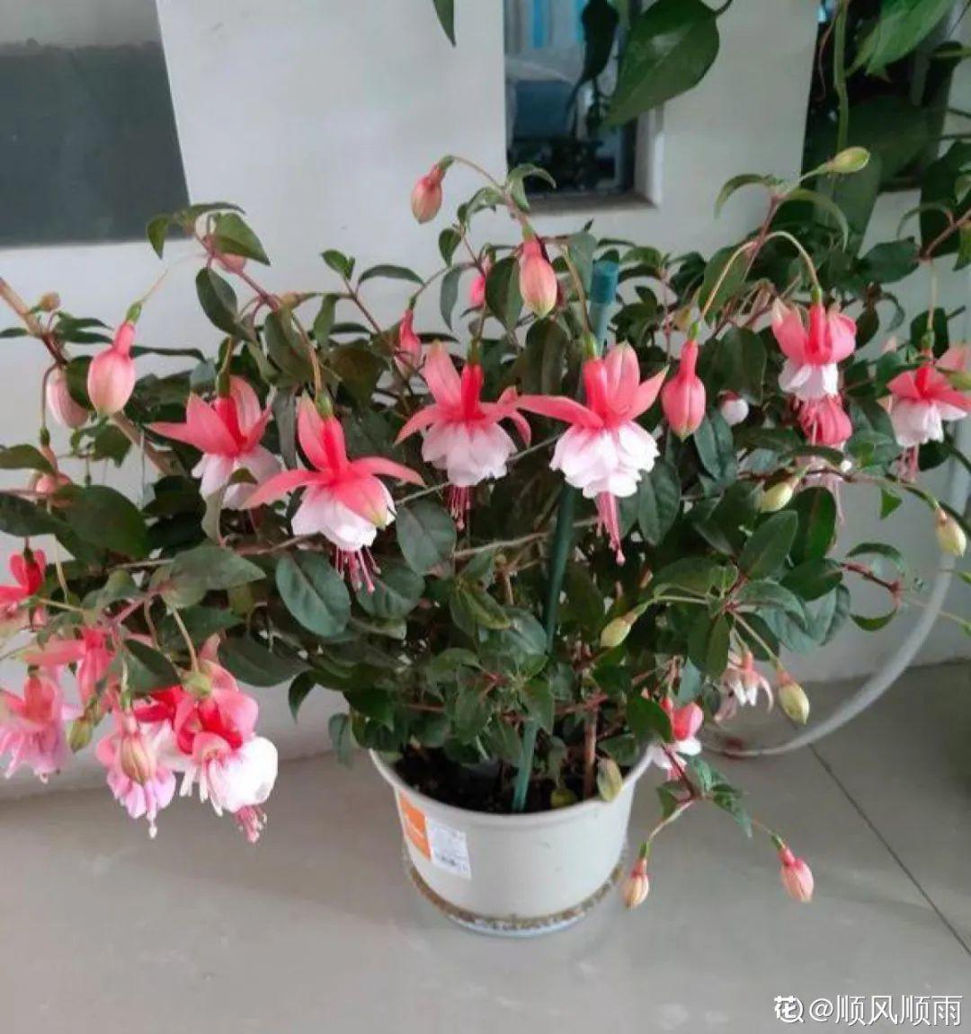 家里养了月季,花后使劲剪,越剪越开花,真省心