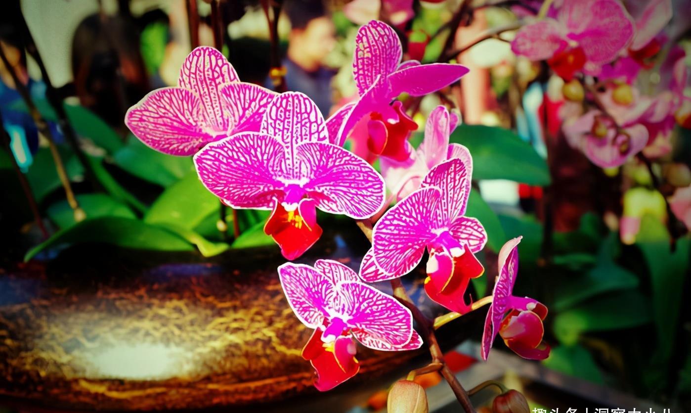 蝴蝶兰有“三怕”,养护要避开,猛窜芽冒花苞,清香宜人小半年