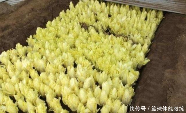 此种蔬菜切掉的根部别扔,埋到土里,2个月就可以摘叶做美味!