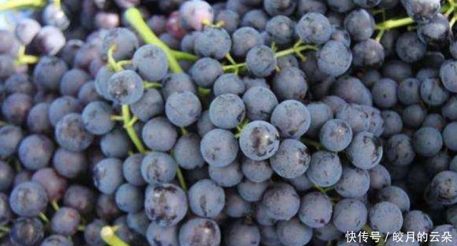 这3种葡萄别再买了,商贩自己都不会吃,家中有的建议扔掉!