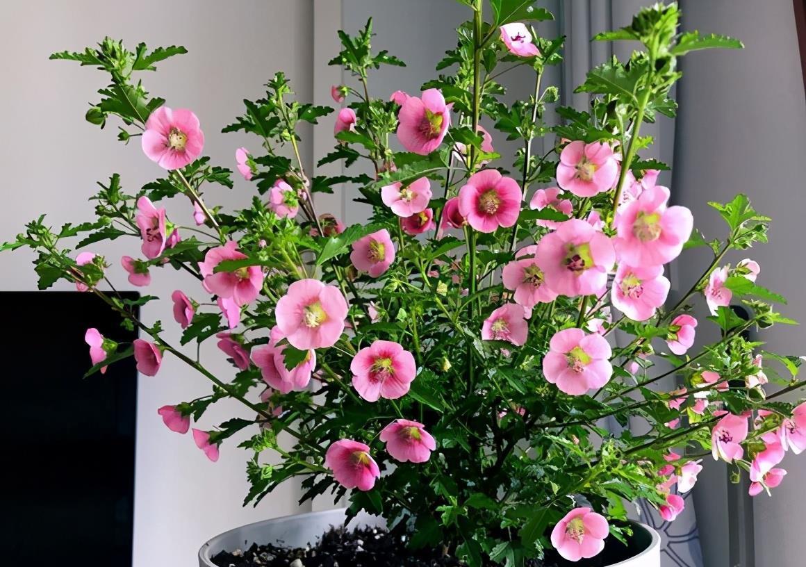 中和园|该怎么将松针应用到养花种草上？