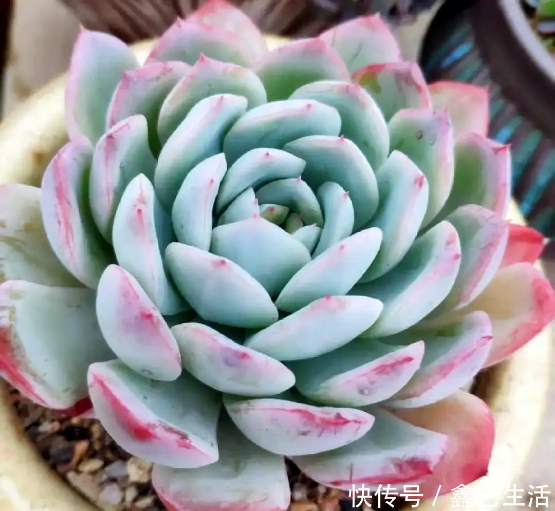 越虐越长疯,3周胖到爆炸的多肉控养大法,不轻易外传