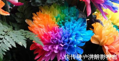 喜欢养菊，不如养盆“珍稀名菊”七彩菊花，似七色彩虹，美不胜收