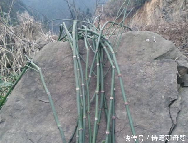 节节草|墙角下,有1种“节节草”很旺盛,挖10棵种起来,变盆栽、珍贵!